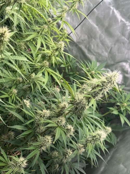 Sommer grow. Week 7