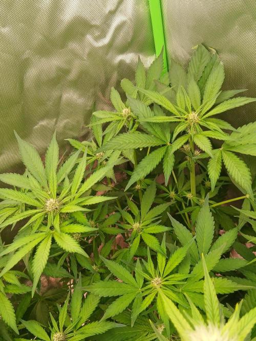 Sommer grow. Week 7