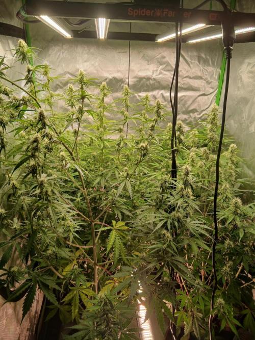 Sommer grow. Week 7