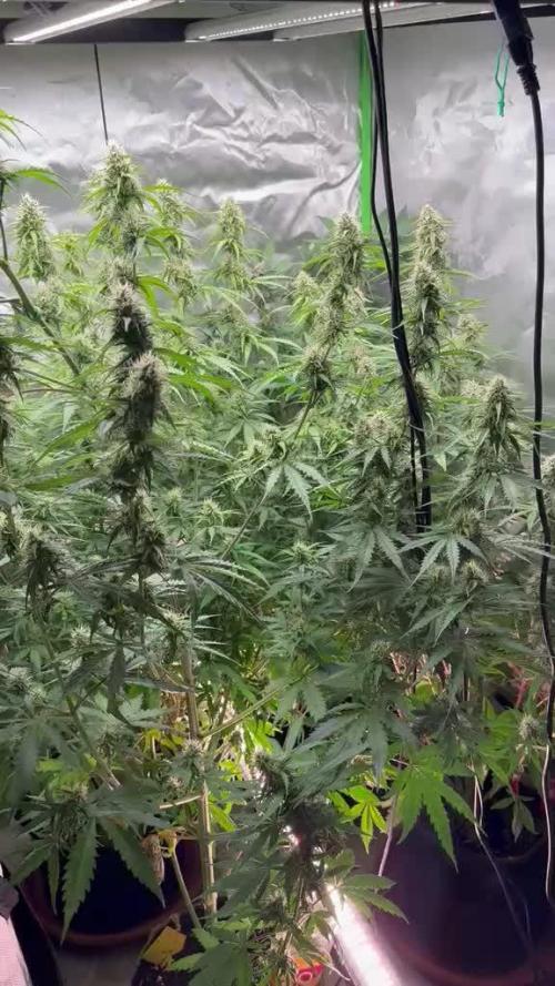Sommer grow