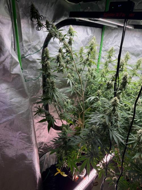 Sommer grow. Week 8