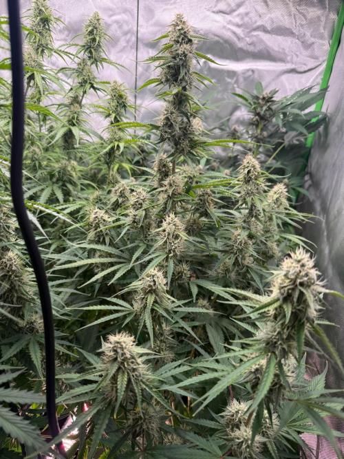 Sommer grow. Week 8