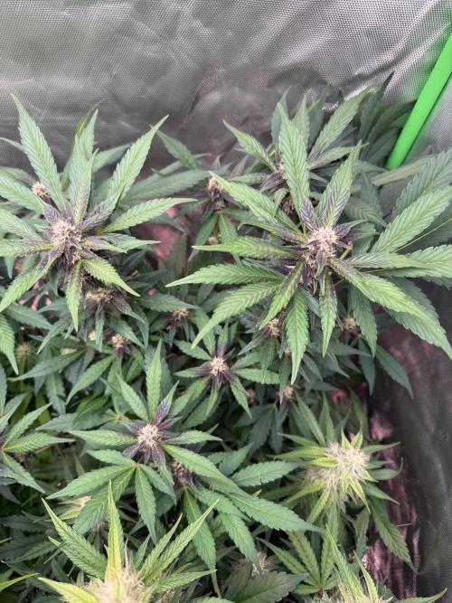 Sommer grow. Week 8