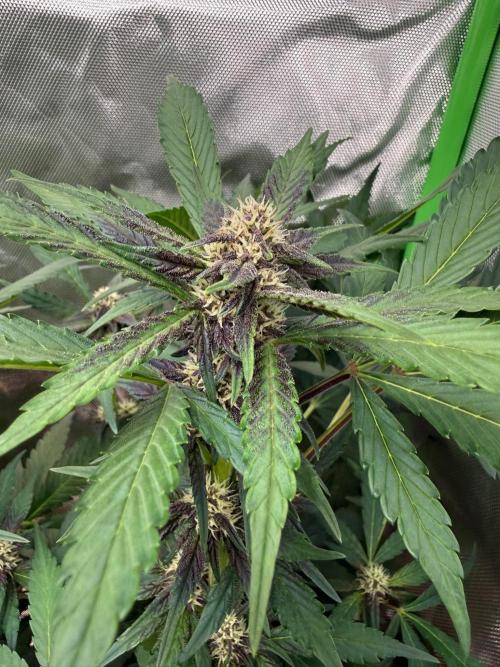 Sommer grow. Week 8