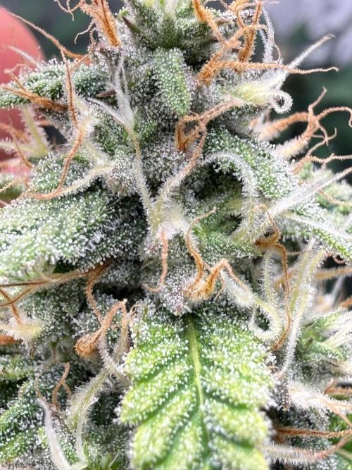 Sommer grow. Week 8