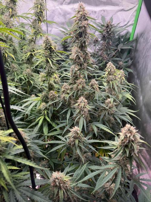 Sommer grow. Week 9