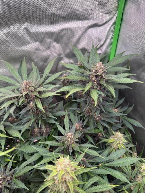 Sommer grow. Week 9