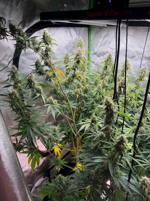 Sommer grow. Week 9