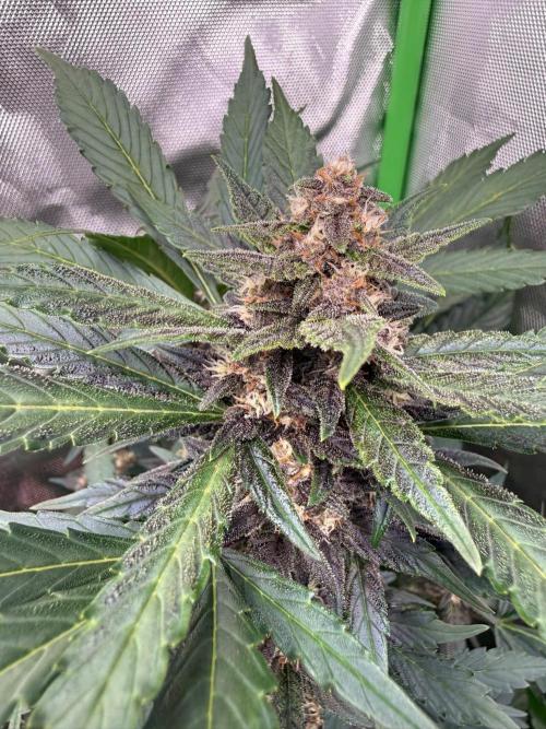 Sommer grow. Week 9
