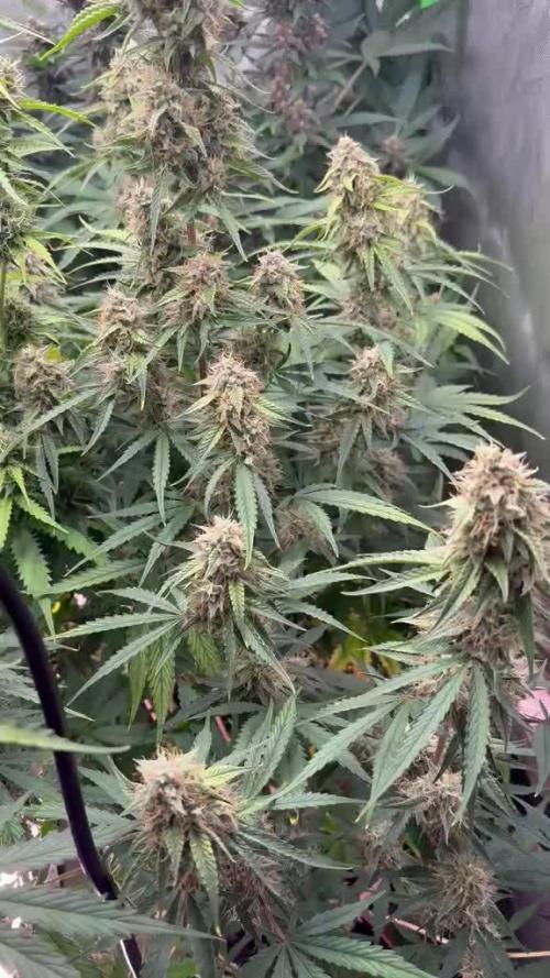 Sommer grow