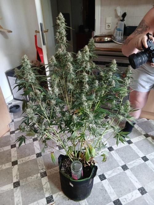 Sommer grow. Week 10