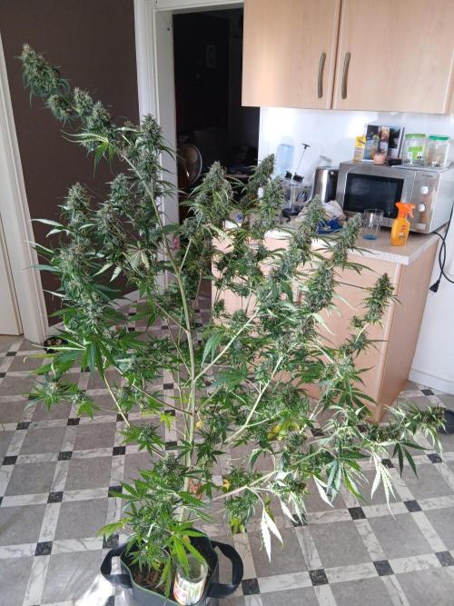 Sommer grow. Week 10