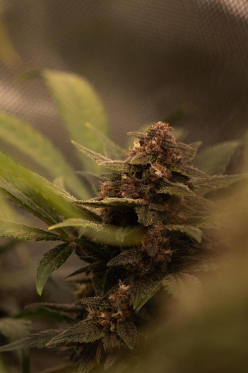 Sommer grow. Week 10