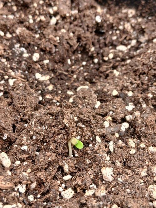 Mango cherry runtz Auto Papaya Zoap Auto. Week 1