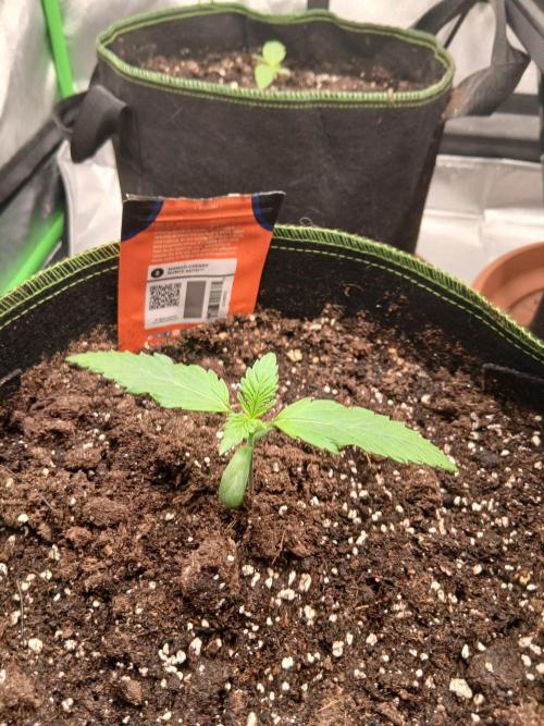 Mango cherry runtz Auto Papaya Zoap Auto. Week 2