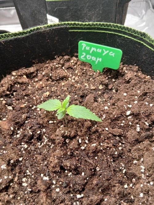 Mango cherry runtz Auto Papaya Zoap Auto. Week 2