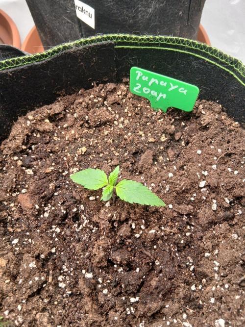 Mango cherry runtz Auto Papaya Zoap Auto. Week 2
