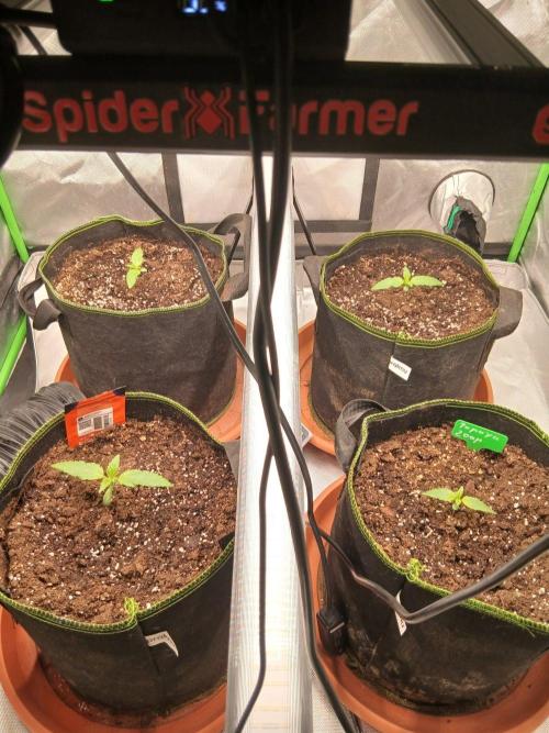 Mango cherry runtz Auto Papaya Zoap Auto. Week 2