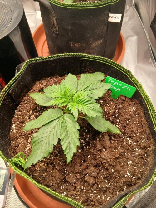 Mango cherry runtz Auto Papaya Zoap Auto. Week 3