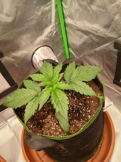 Mango cherry runtz Auto Papaya Zoap Auto. Week 3