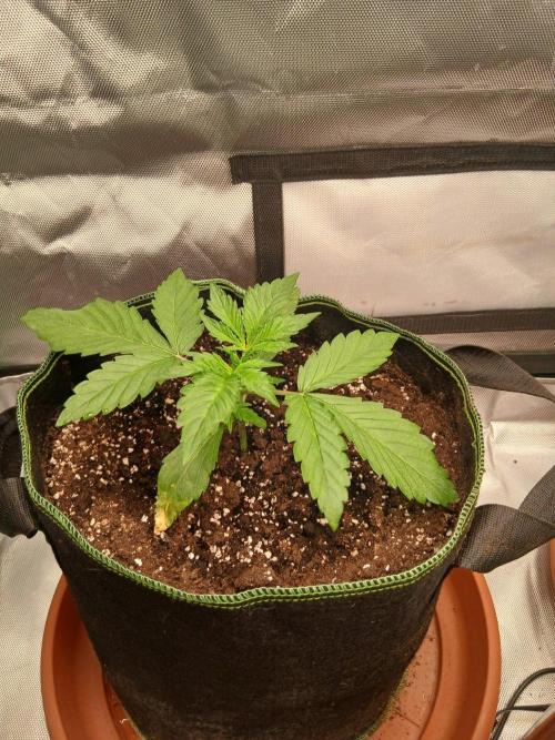 Mango cherry runtz Auto Papaya Zoap Auto. Week 3