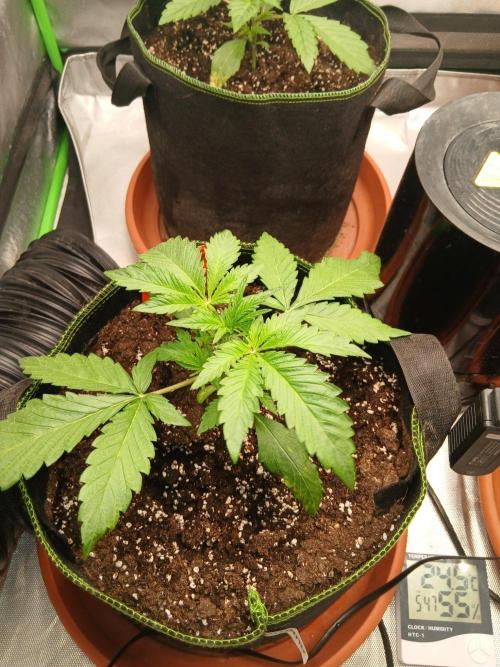 Mango cherry runtz Auto Papaya Zoap Auto. Week 3