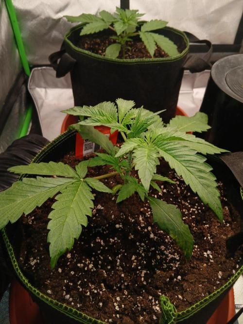 Mango cherry runtz Auto Papaya Zoap Auto. Week 3