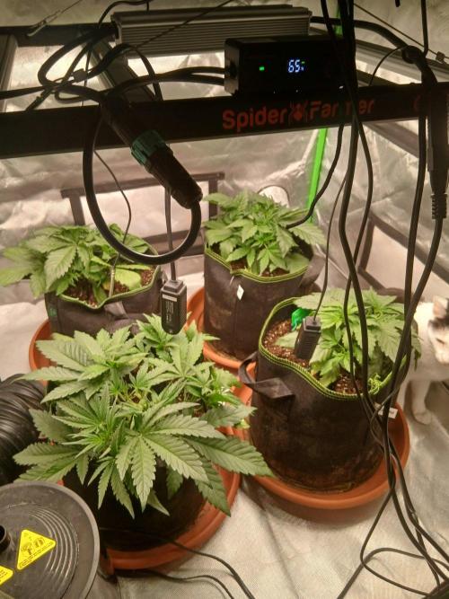 Mango cherry runtz Auto Papaya Zoap Auto. Week 4