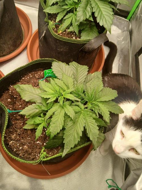 Mango cherry runtz Auto Papaya Zoap Auto. Week 4