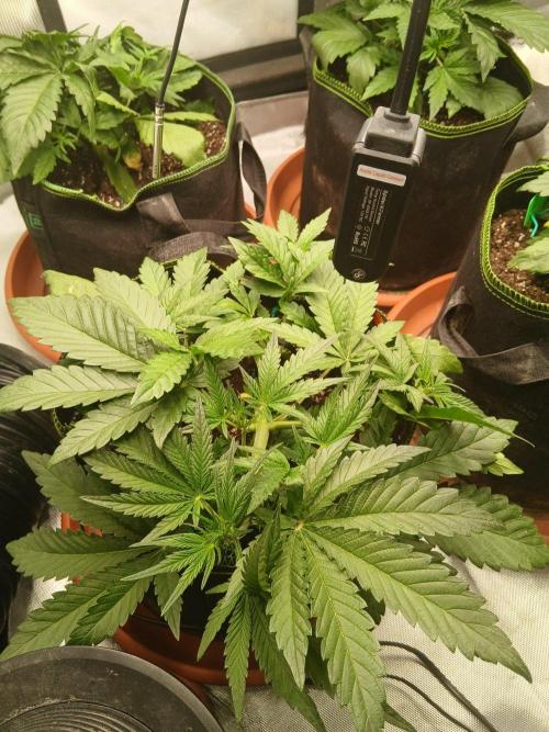 Mango cherry runtz Auto Papaya Zoap Auto. Week 4