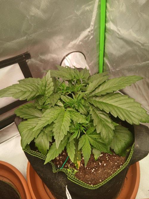 Mango cherry runtz Auto Papaya Zoap Auto. Week 4