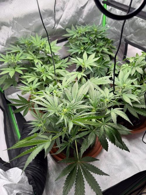 Mango cherry runtz Auto Papaya Zoap Auto. Week 5