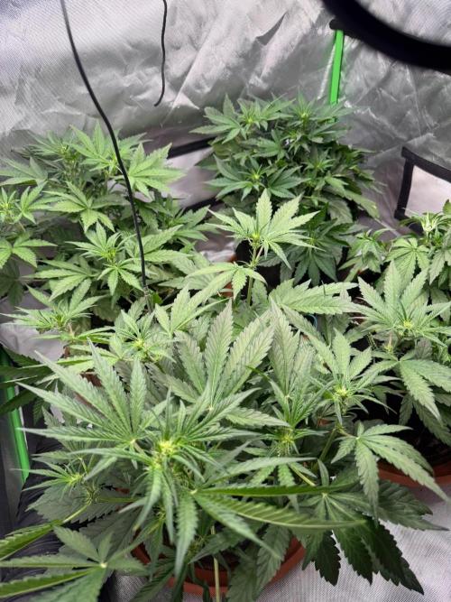 Mango cherry runtz Auto Papaya Zoap Auto. Week 5