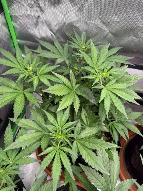 Mango cherry runtz Auto Papaya Zoap Auto. Week 5