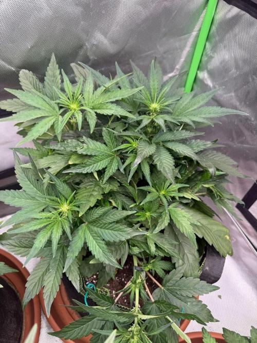 Mango cherry runtz Auto Papaya Zoap Auto. Week 5