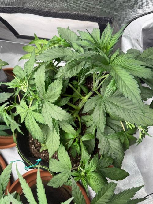 Mango cherry runtz Auto Papaya Zoap Auto. Week 5