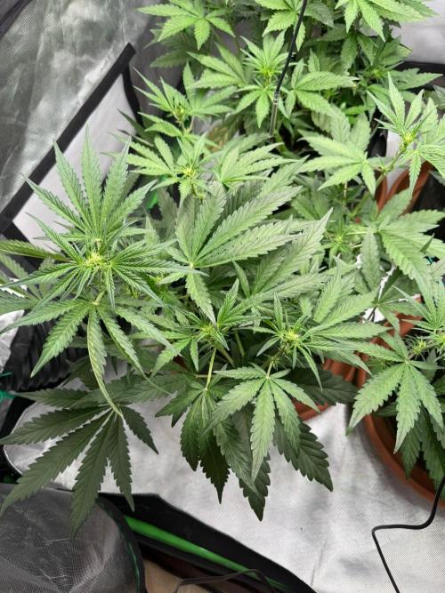 Mango cherry runtz Auto Papaya Zoap Auto. Week 5