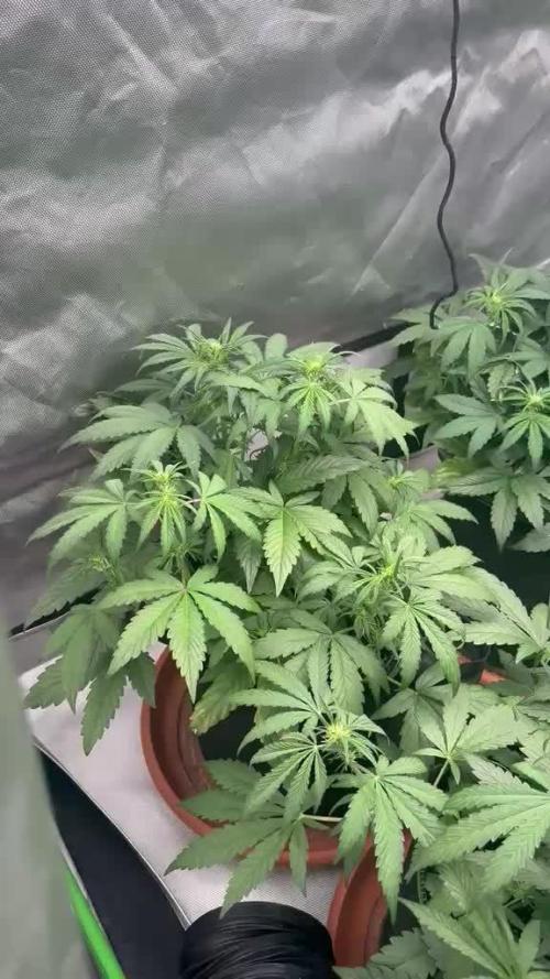 Mango cherry runtz Auto Papaya Zoap Auto