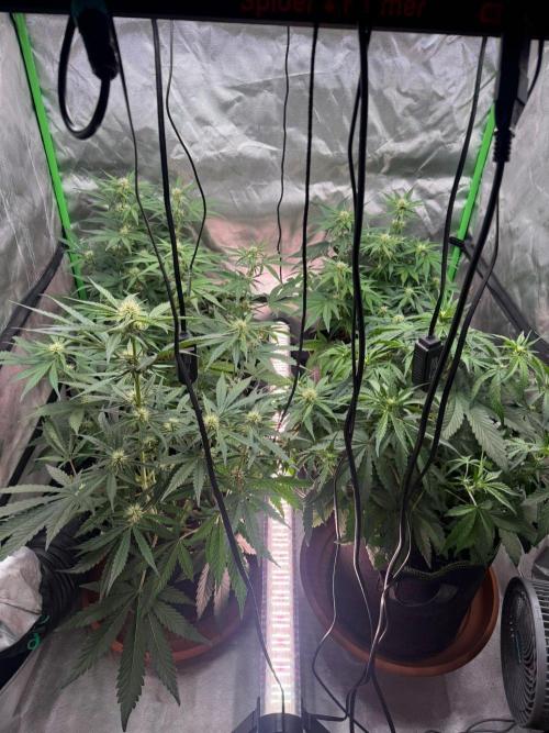 Mango cherry runtz Auto Papaya Zoap Auto. Week 6