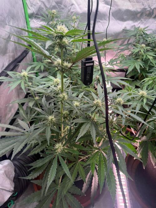 Mango cherry runtz Auto Papaya Zoap Auto. Week 6