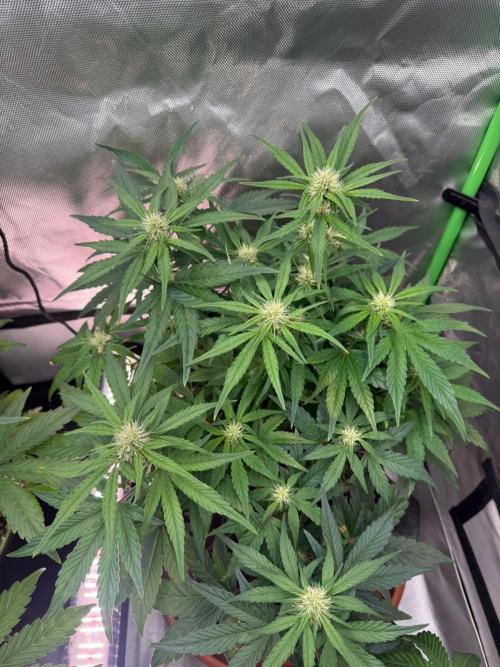 Mango cherry runtz Auto Papaya Zoap Auto. Week 6
