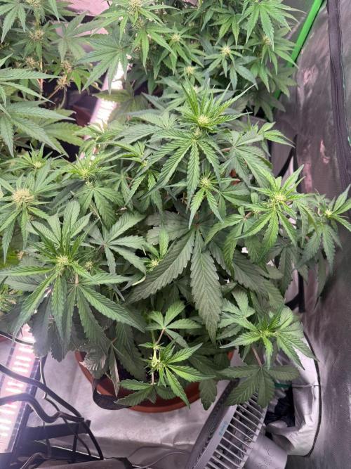 Mango cherry runtz Auto Papaya Zoap Auto. Week 6