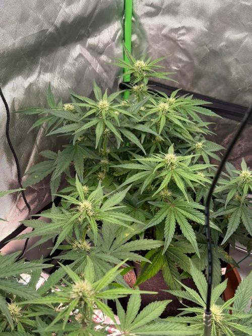 Mango cherry runtz Auto Papaya Zoap Auto. Week 6