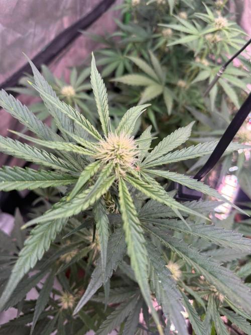 Mango cherry runtz Auto Papaya Zoap Auto. Week 6