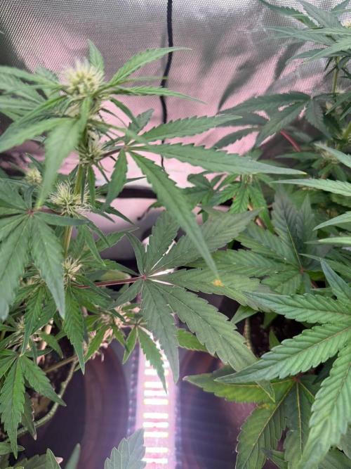 Mango cherry runtz Auto Papaya Zoap Auto. Week 6