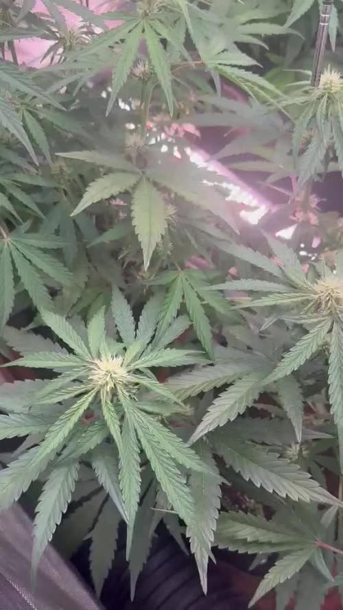 Mango cherry runtz Auto Papaya Zoap Auto