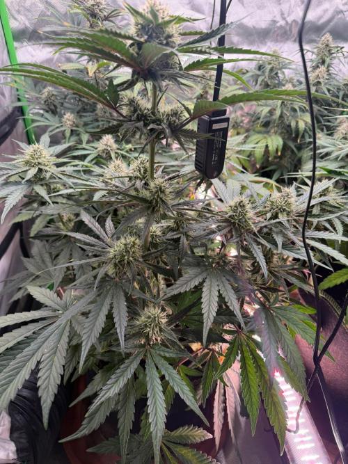 Mango cherry runtz Auto Papaya Zoap Auto. Week 8