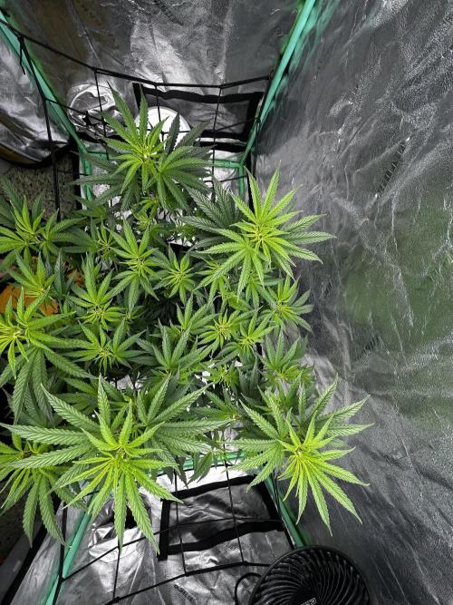 Purple sunset grow. Week 10