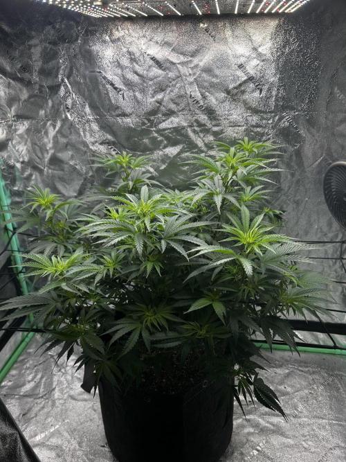 Purple sunset grow. Week 10