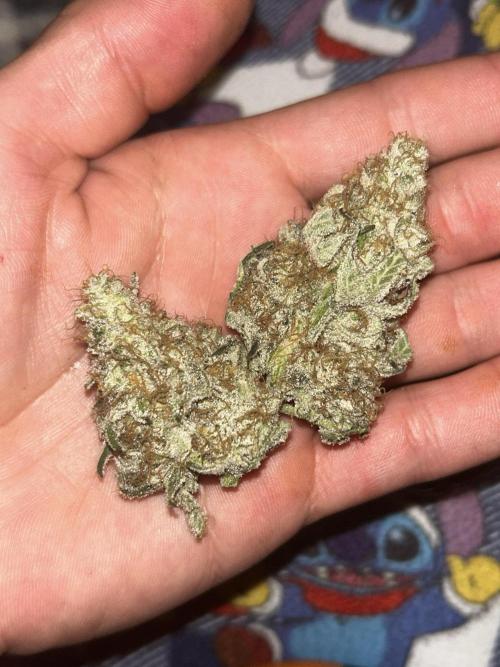 Purple sunset grow. Week 10